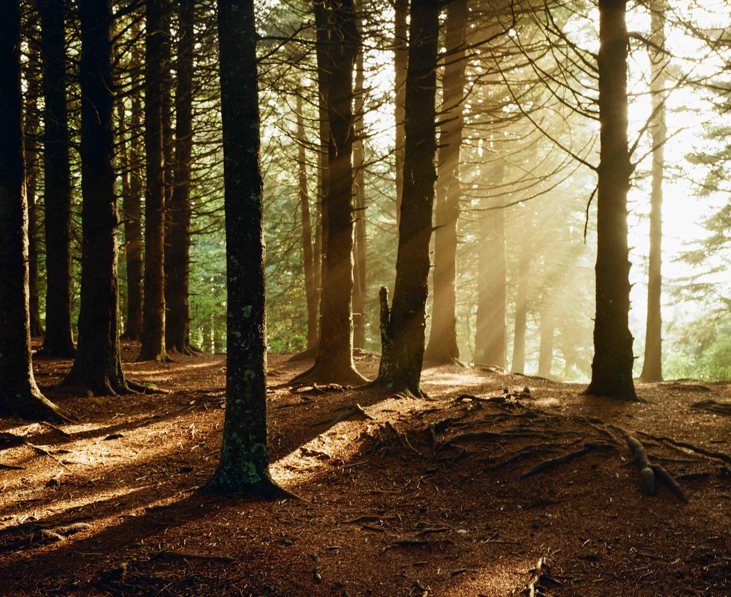 Sunlight streams through a dense forest, illuminating the ground and creating long shadows from the tree trunks.