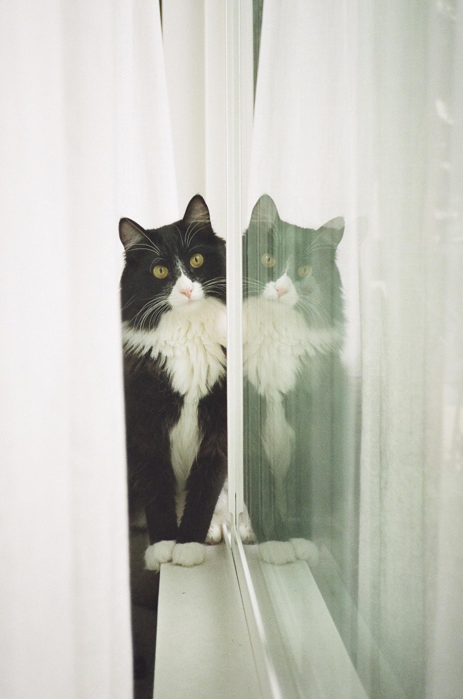 A black and white cat with yellow eyes looks out from behind a white curtain, its reflection visible in a window.