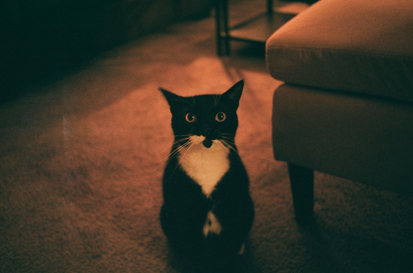 A black and white cat with wide eyes sits on a carpet next to a piece of furniture.
