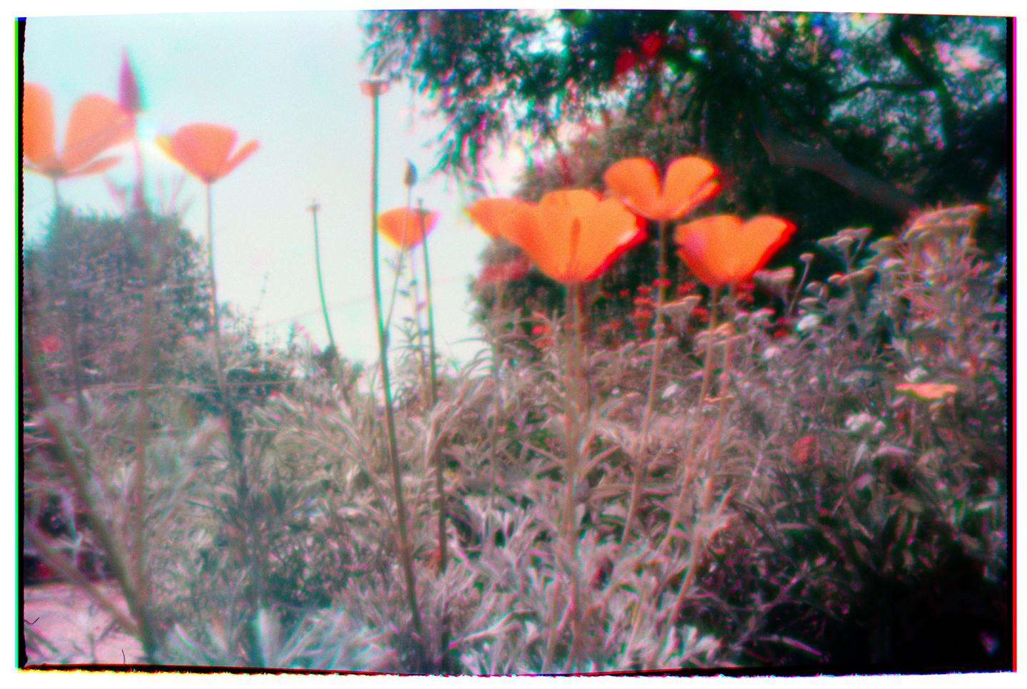 Several orange poppies are visible among green foliage with a bright sky in the background.