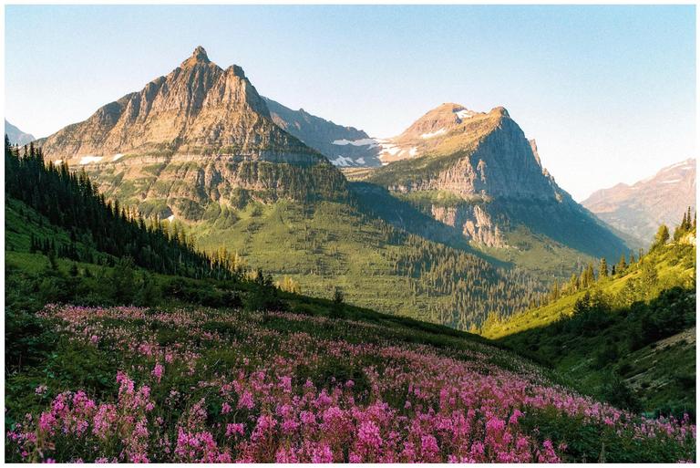 A field of pink flowers sits in the foreground of a mountain landscape under a clear sky.