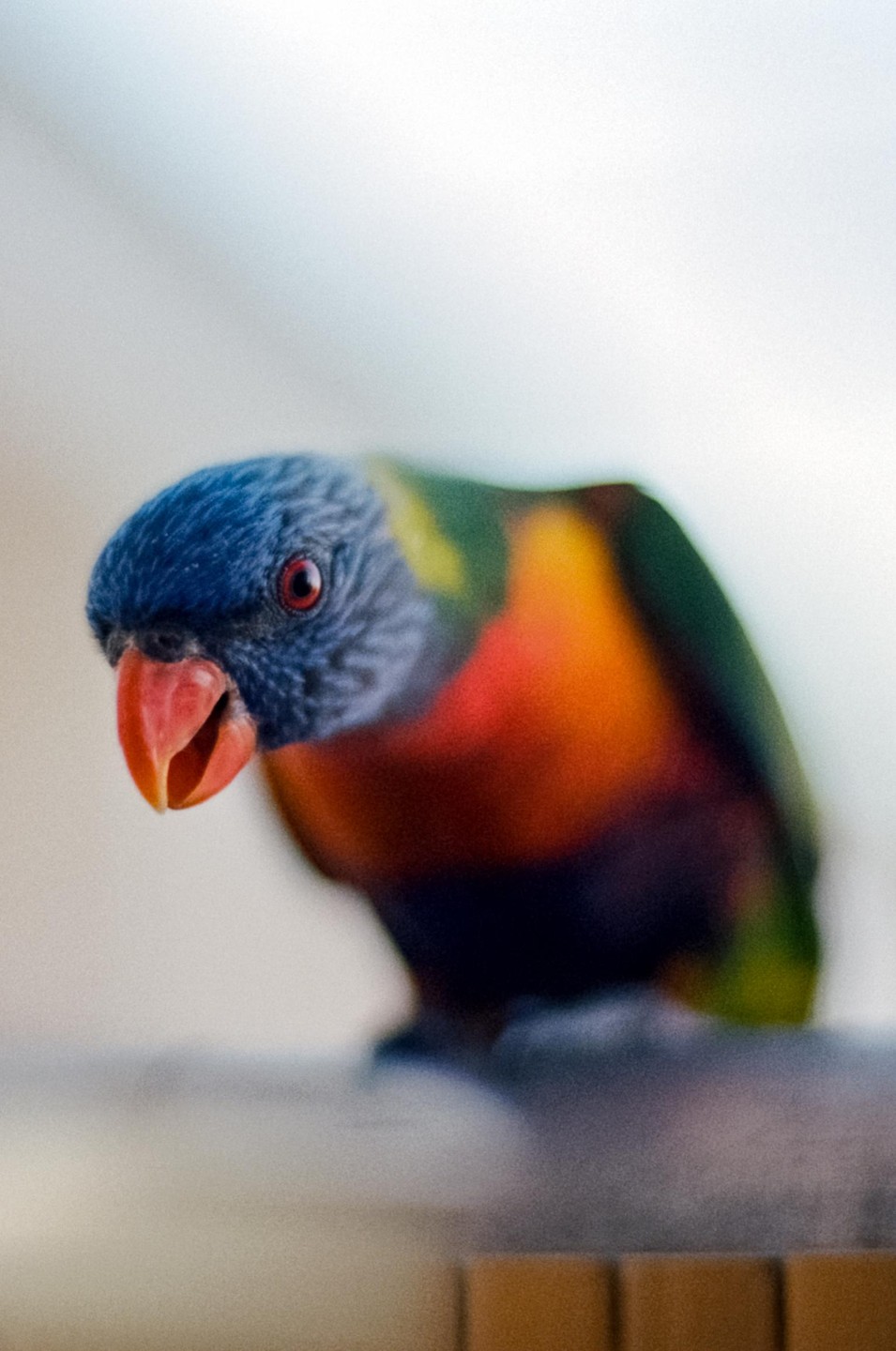 A colorful lorikeet with a blue head and red beak looks directly at the viewer.