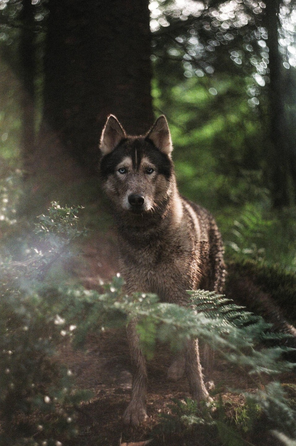 A husky with blue eyes stands in a forest looking at the viewer.