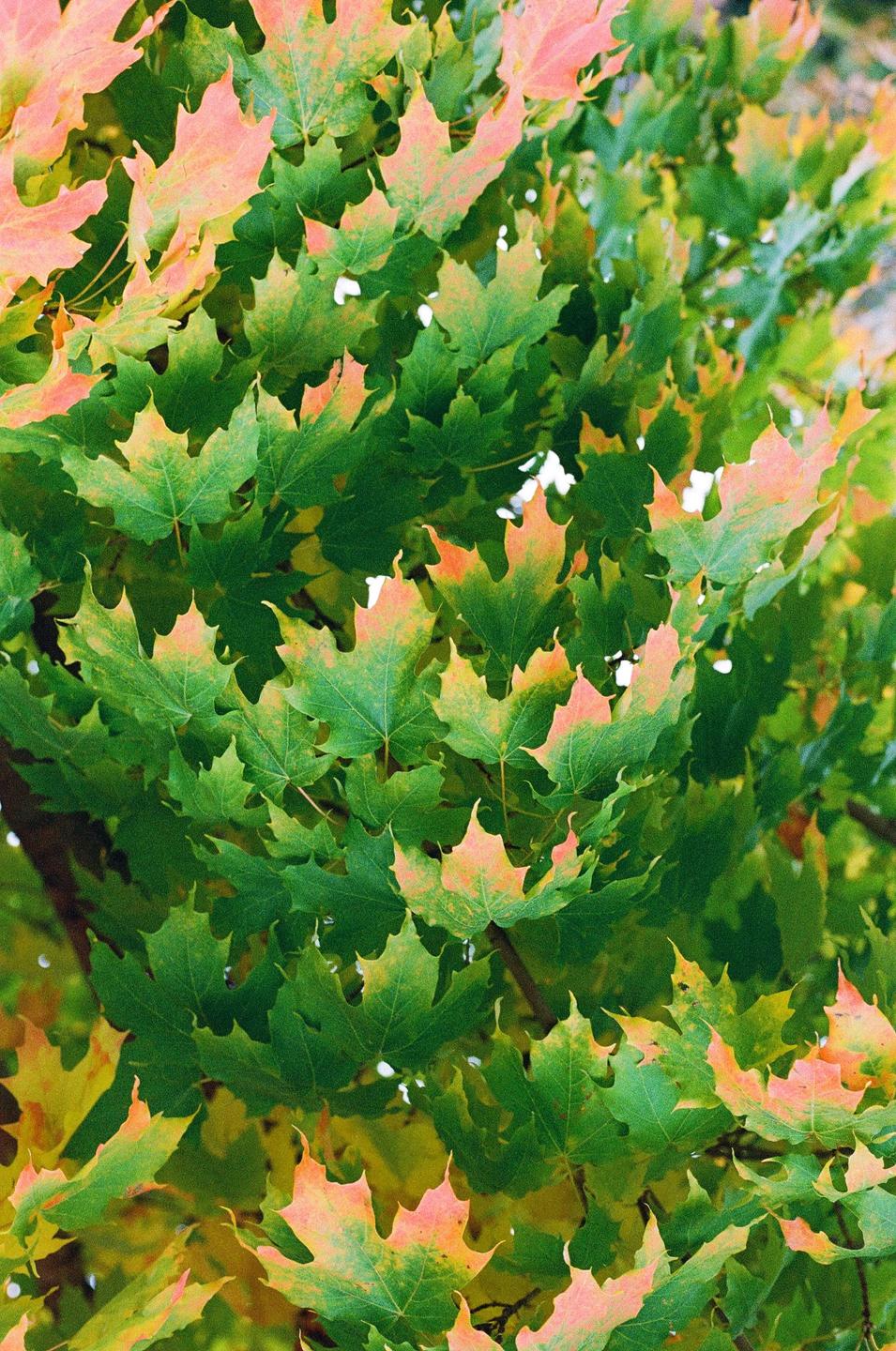 A close-up shot shows green and orange maple leaves on a tree.