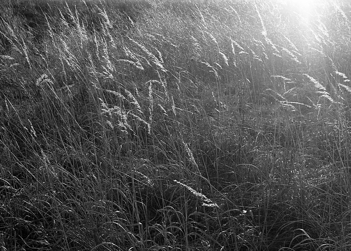 Tall grass is backlit by the sun in a field.