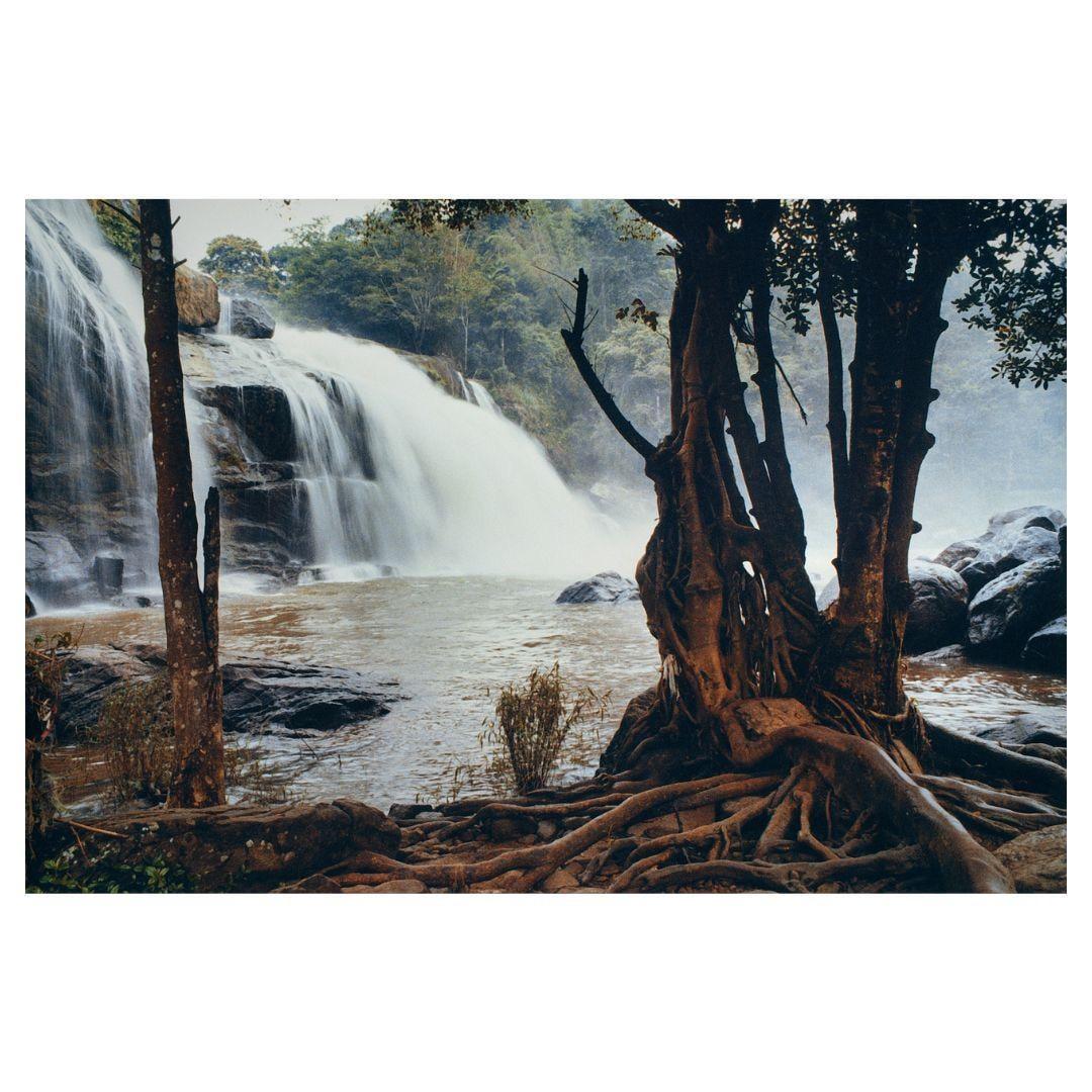 A waterfall cascades into a river with a large tree and its exposed roots in the foreground.