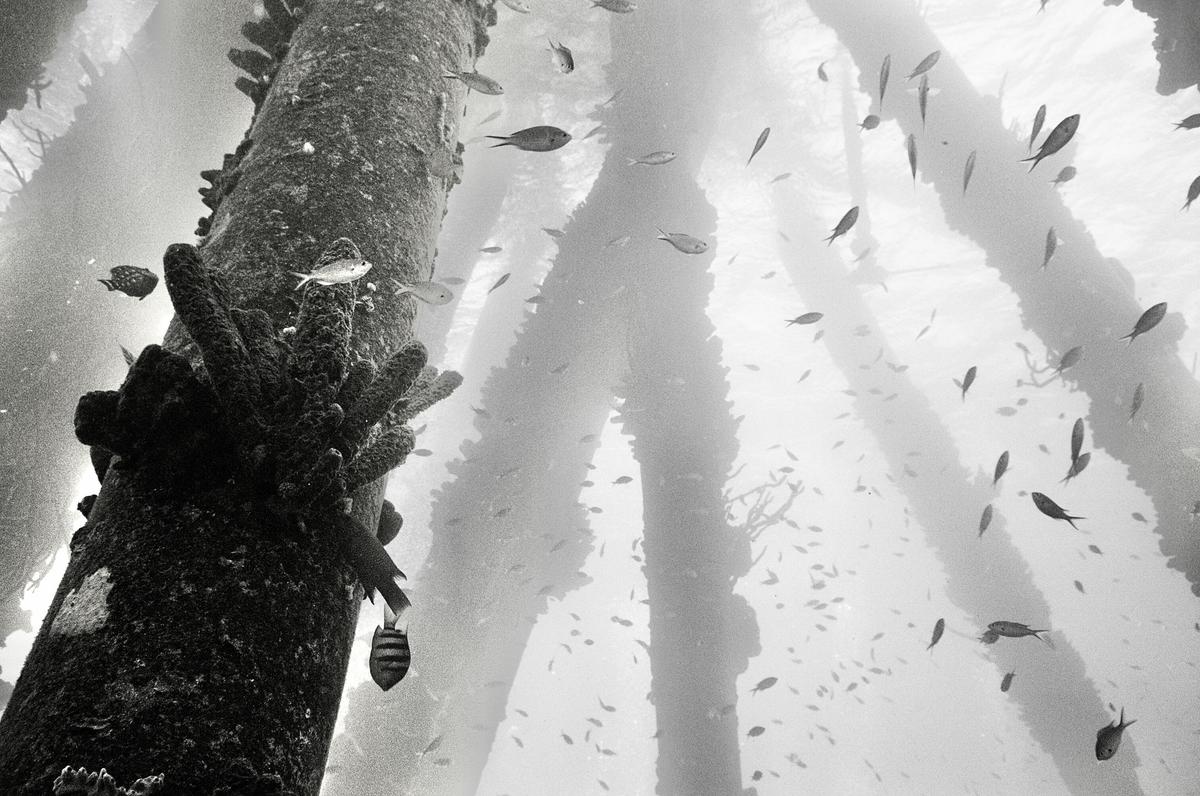 Small fish swim around a coral-covered pier support underwater.