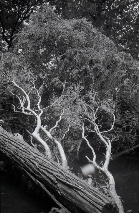 A fallen tree trunk lies diagonally across the frame, with several small, light-colored trees growing behind it, all set against a dense background of dark foliage.