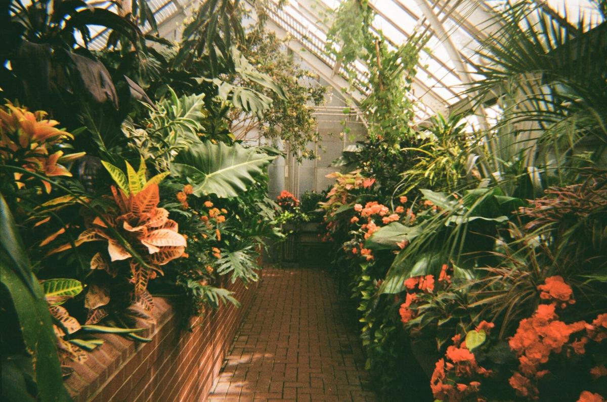 A brick path leads through a greenhouse filled with lush green and orange plants under a glass roof.
