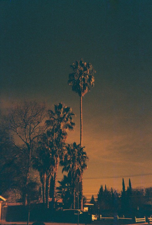 Several palm trees stand tall against a dark sky with an orange glow near the horizon.