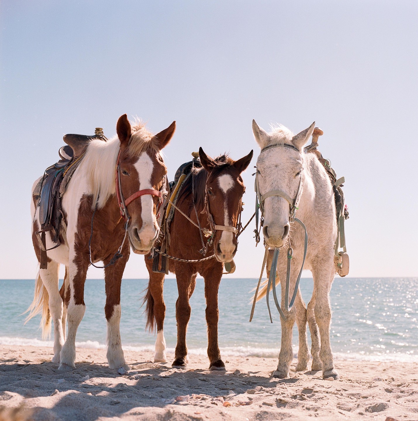 Three saddled horses stand on a sandy beach with the ocean in the background.