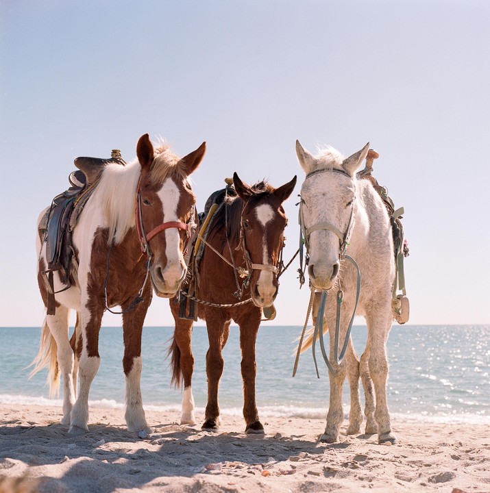 Three saddled horses stand on a sandy beach with the ocean in the background.