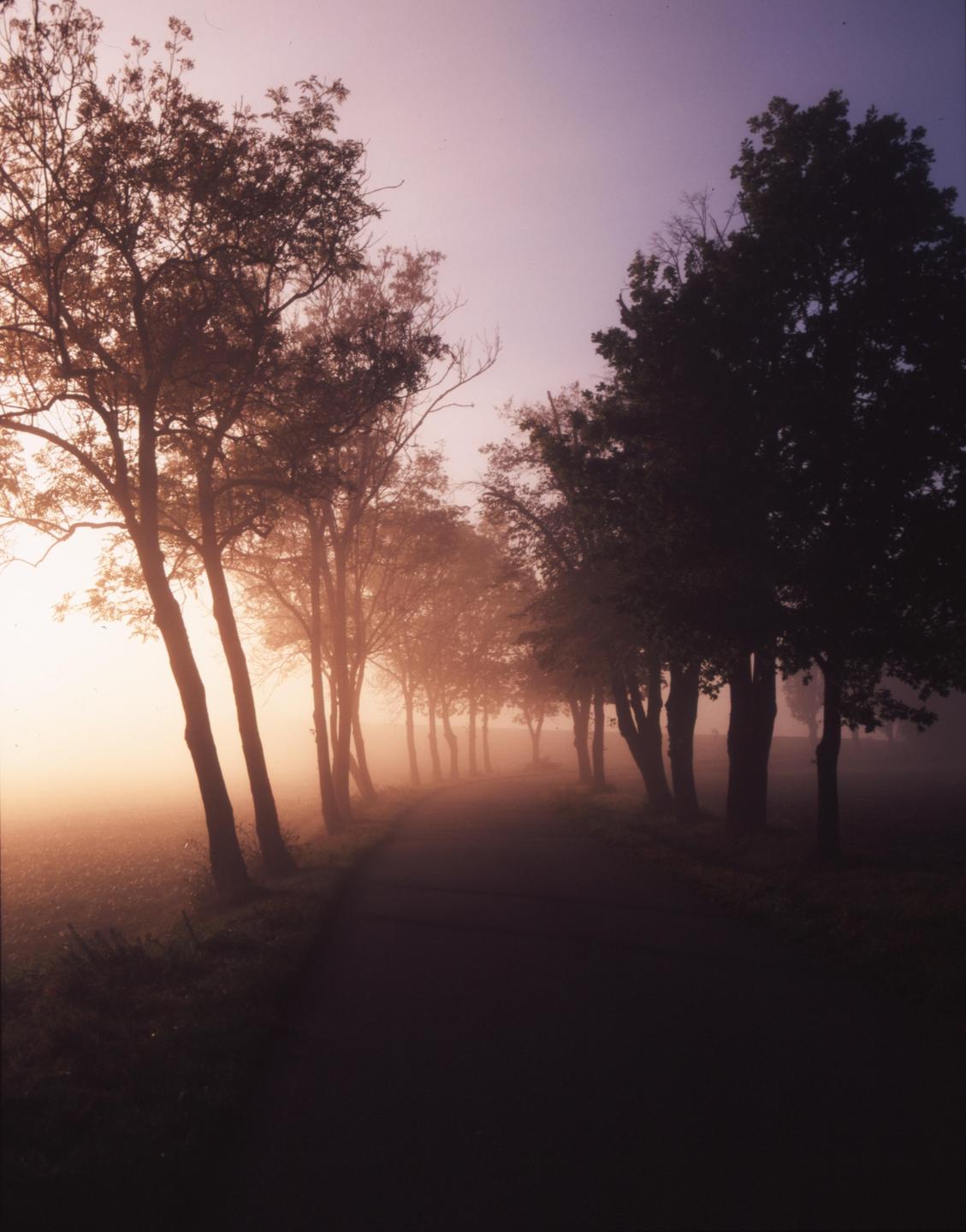 A tree-lined road disappears into a hazy, golden light.