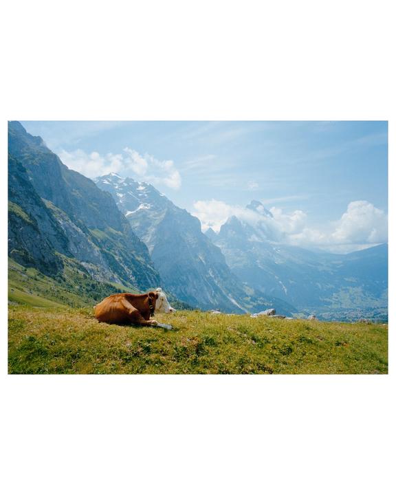 A brown and white cow rests on a grassy hill with a mountain range in the background.