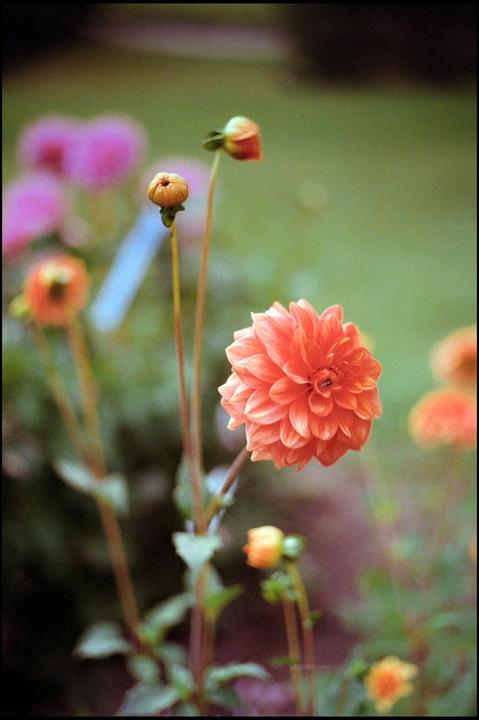 A vibrant orange dahlia is in full bloom, surrounded by several dahlia buds and other out-of-focus flowers.
