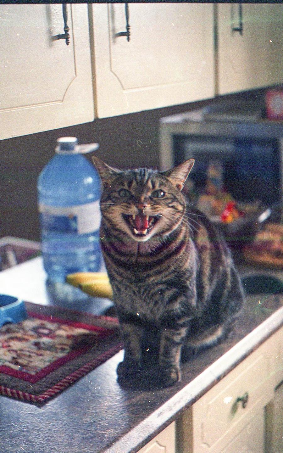 A tabby cat with its mouth open and teeth showing sits on a kitchen counter next to a large water bottle.