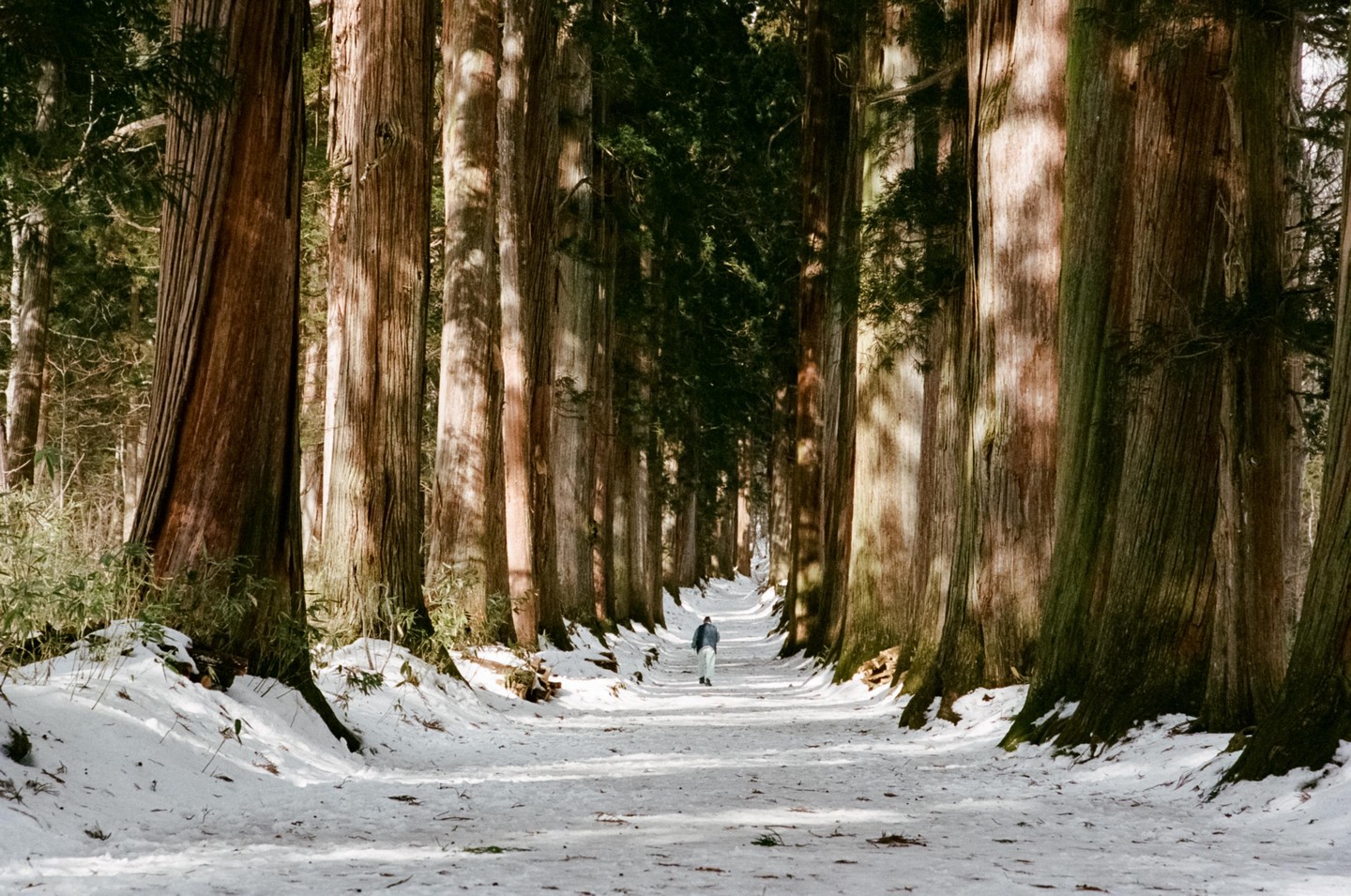 A person walks down a snow-covered path lined with tall trees in Nagano, Japan.
