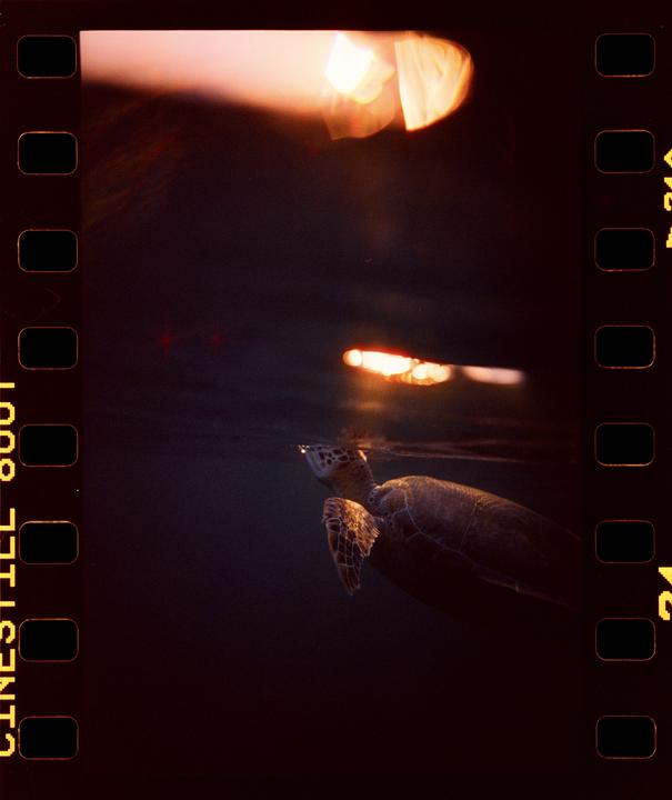 A turtle swims underwater with light reflecting on the surface.