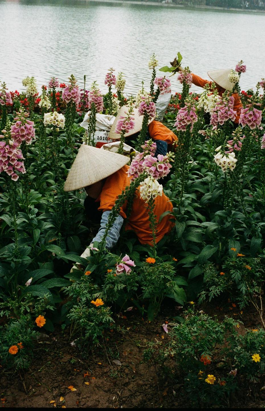 Several people wearing conical hats are tending to a garden of colorful flowers next to a body of water.