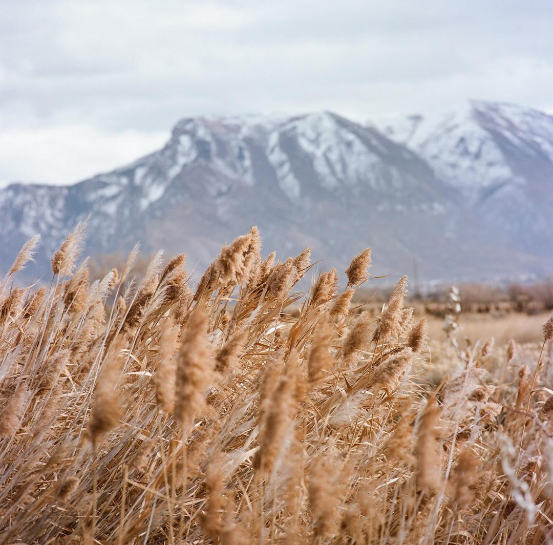 First Roll EVER!! 120 Portra 160 on a Kowa Six (85mm, 150mm, and close up lens filter for close ups), shot on KOWA SIX
