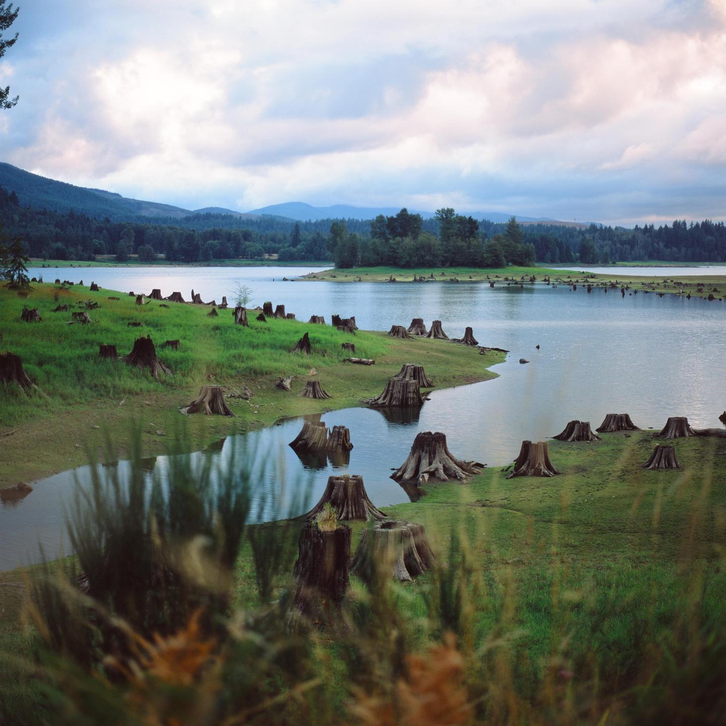 Numerous tree stumps are visible along the grassy shore of a lake, with mountains and a cloudy sky in the background.