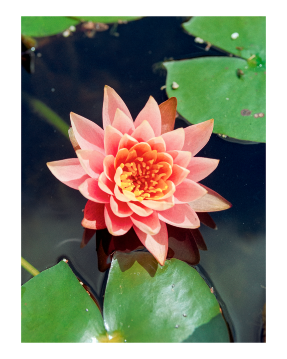 A pink water lily floats on dark water surrounded by green lily pads.