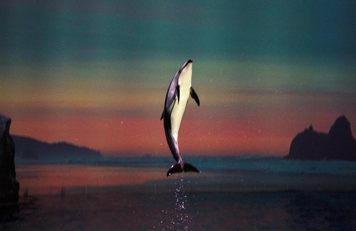 A dolphin leaps out of the water against a colorful sunset sky with silhouetted landforms in the background.