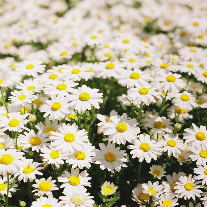 A field of white daisies with yellow centers is shown in bright sunlight.