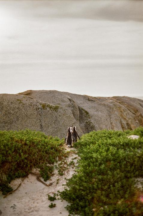 Two penguins walk away from the viewer on a sandy path surrounded by green bushes, with a large rock formation in the background.