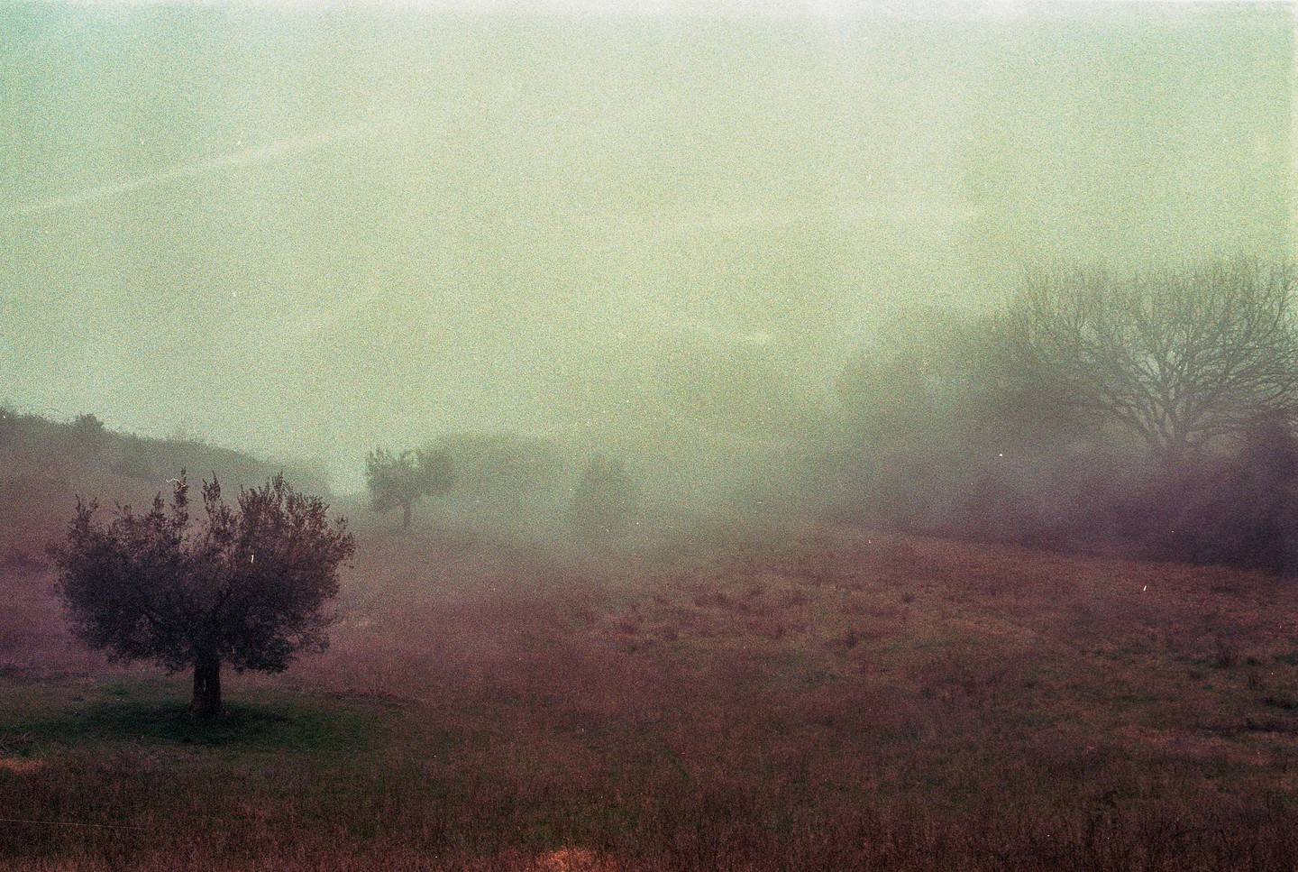 A hazy landscape shows a field with a small tree in the foreground and larger trees in the background obscured by fog.
