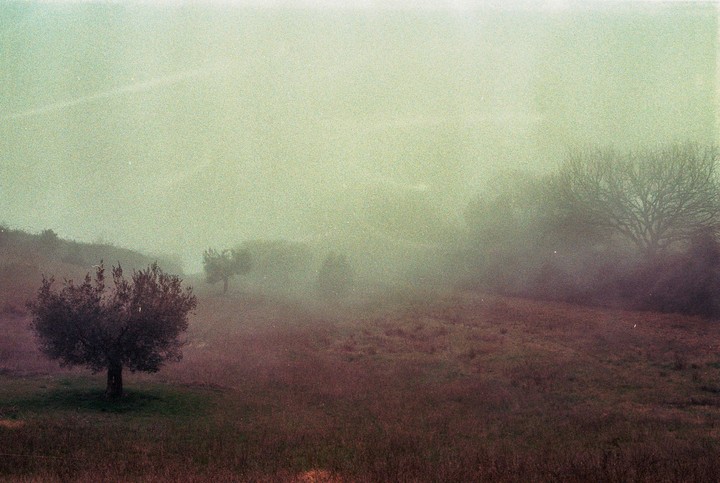 A hazy landscape shows a field with a small tree in the foreground and larger trees in the background obscured by fog.