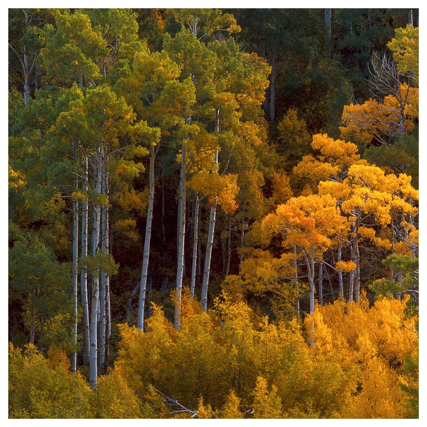 A forest of aspen trees with green and golden autumn foliage covers a hillside.