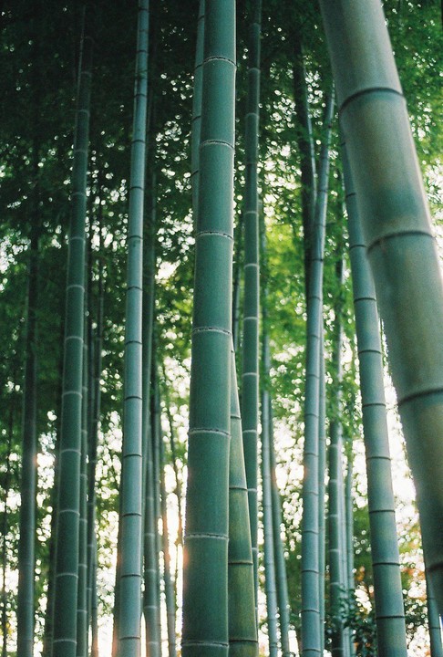 Sunlight shines through a dense bamboo forest.