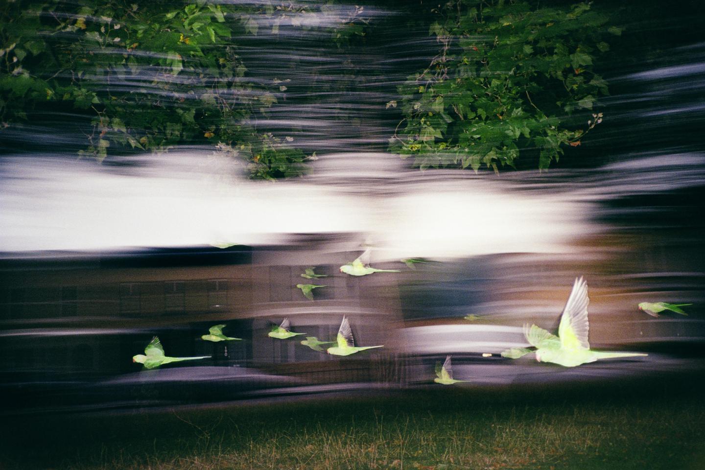 A flock of green parakeets flies across a blurred background of trees and a building.