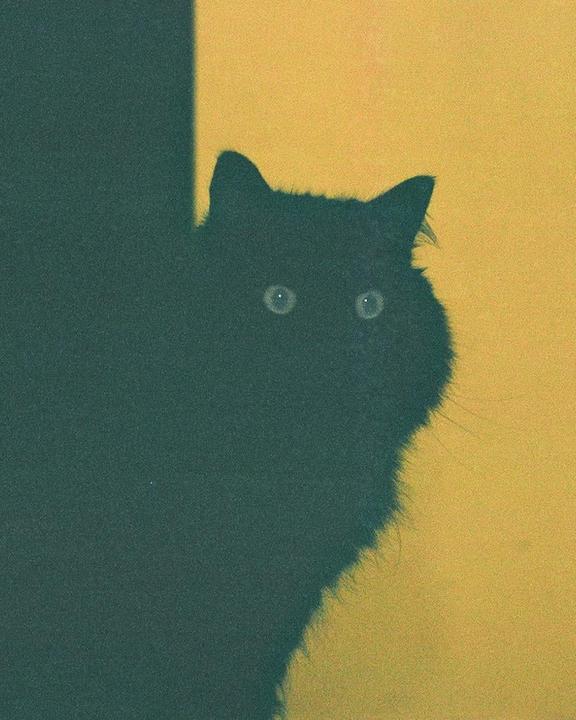 A black cat with glowing eyes is visible against a yellow wall.