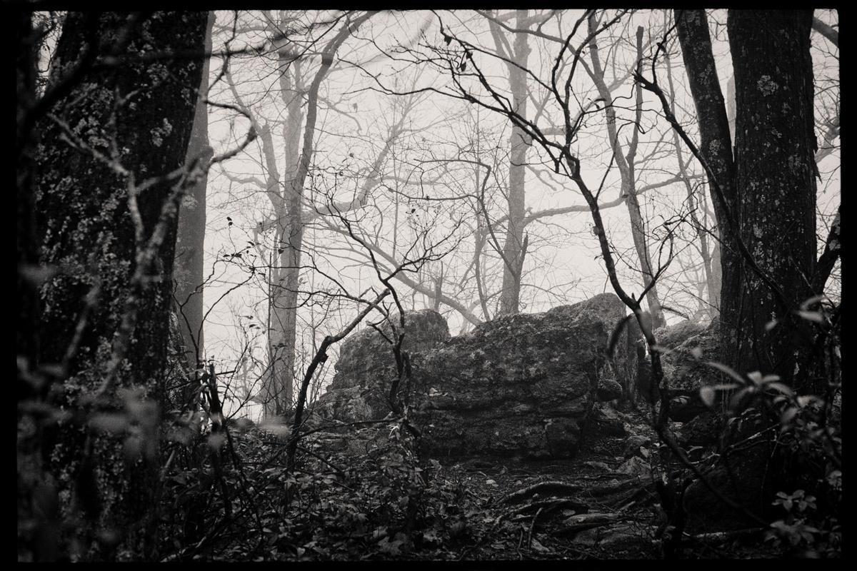 A forest with bare trees and large rocks is shrouded in fog.