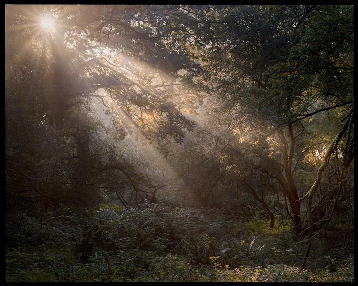 Sunlight streams through a dense forest, illuminating the mist and foliage.