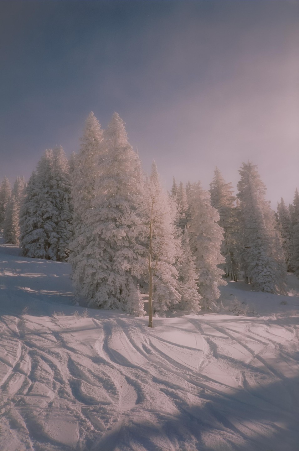 Snow-covered pine trees stand on a slope with ski tracks in the foreground under a hazy sky.