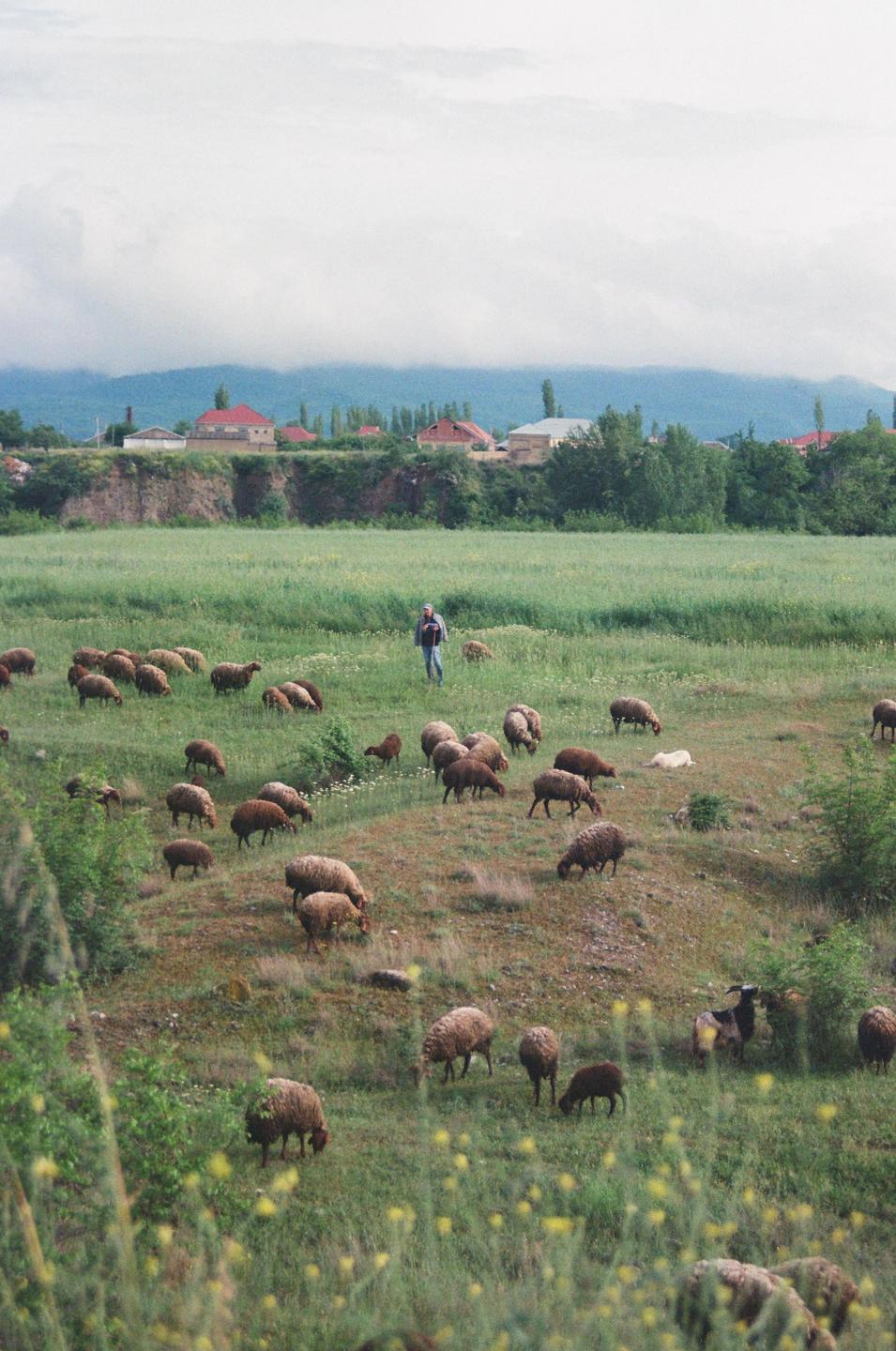 A man stands in a green field with a flock of sheep grazing, with houses and mountains in the distance.