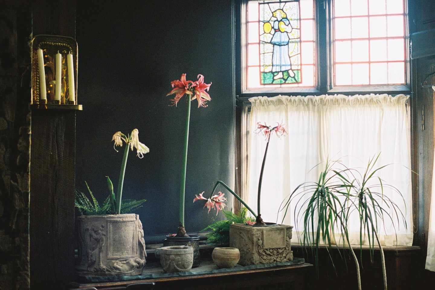 Several potted plants, including amaryllis flowers, sit on a wooden surface in front of a window with a stained glass panel and white curtains.