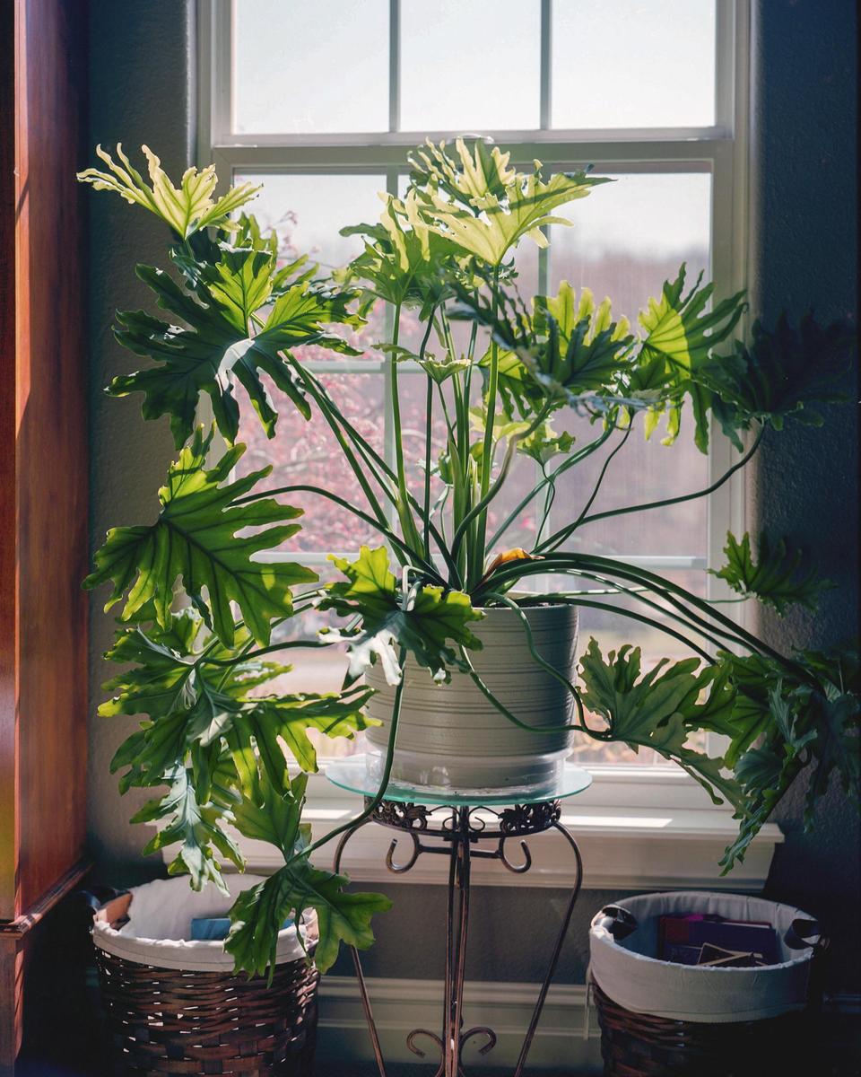 A large houseplant in a pot sits on a glass-top stand in front of a window.