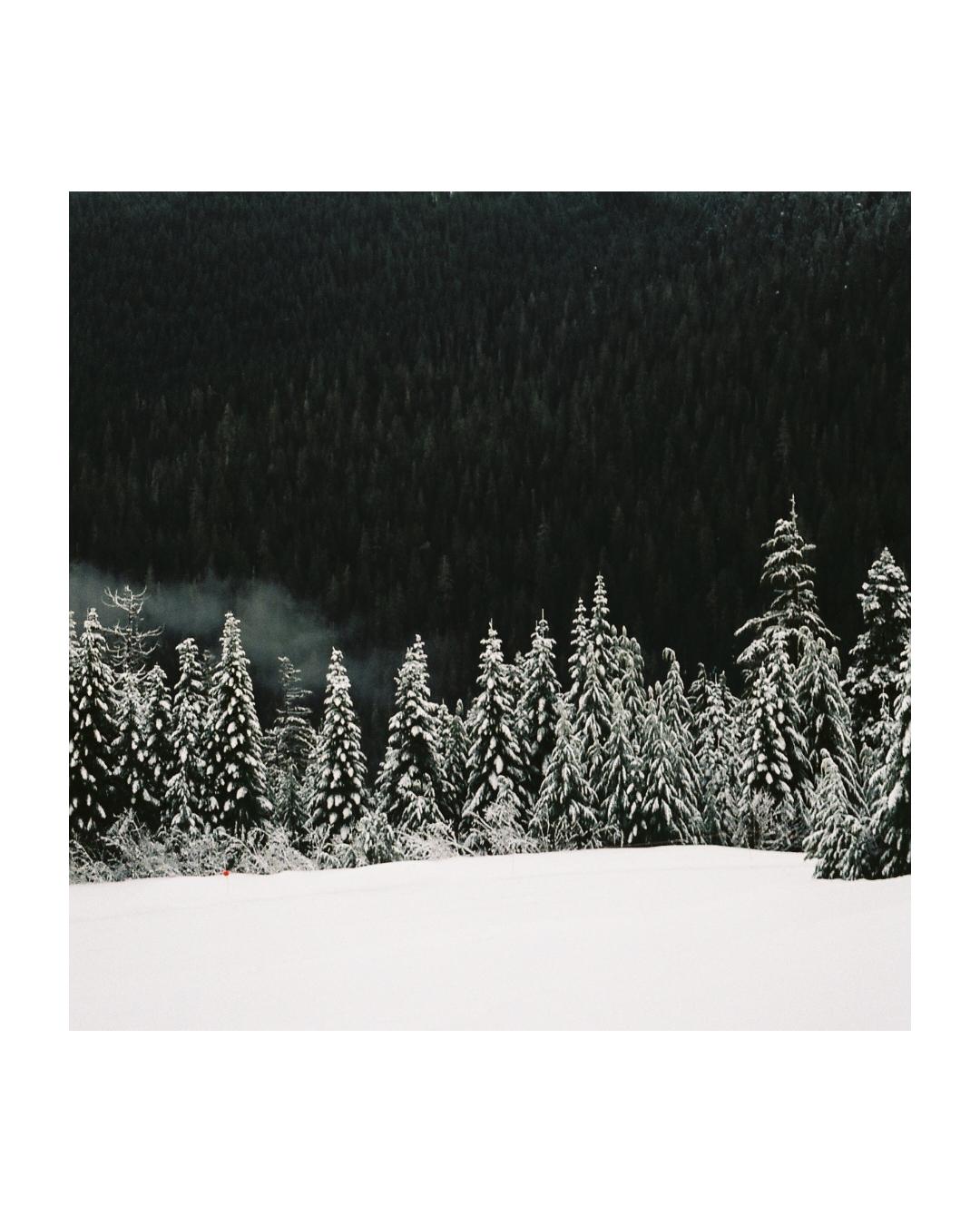 A snowy field leads to a line of snow-covered evergreen trees with a dark forest in the background.