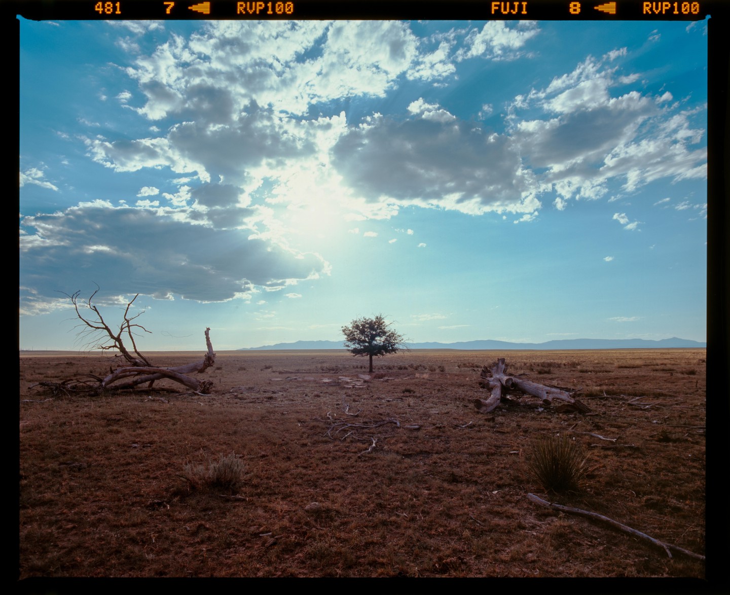 A lone tree stands in a vast, dry field under a bright, cloudy sky.