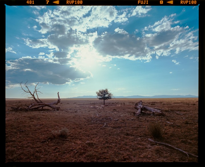 A lone tree stands in a vast, dry field under a bright, cloudy sky.