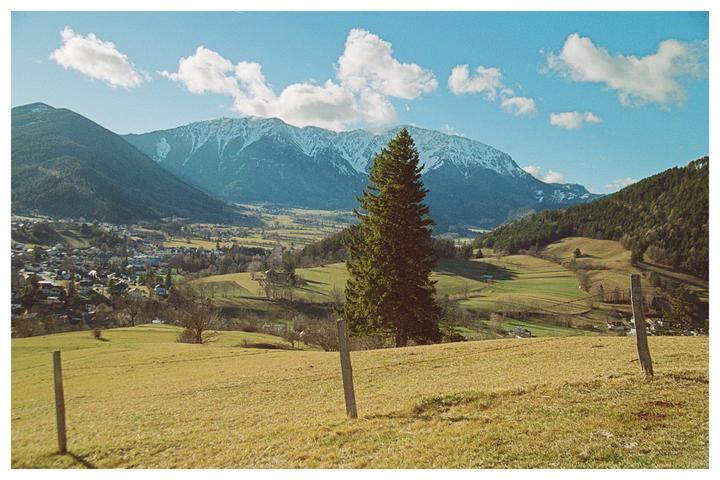 A valley with a village and fields is nestled between mountains, with a tall pine tree in the foreground.