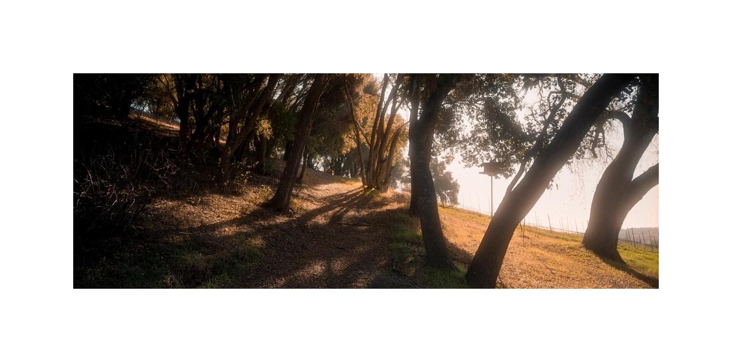 A path through a forest is illuminated by dappled sunlight.