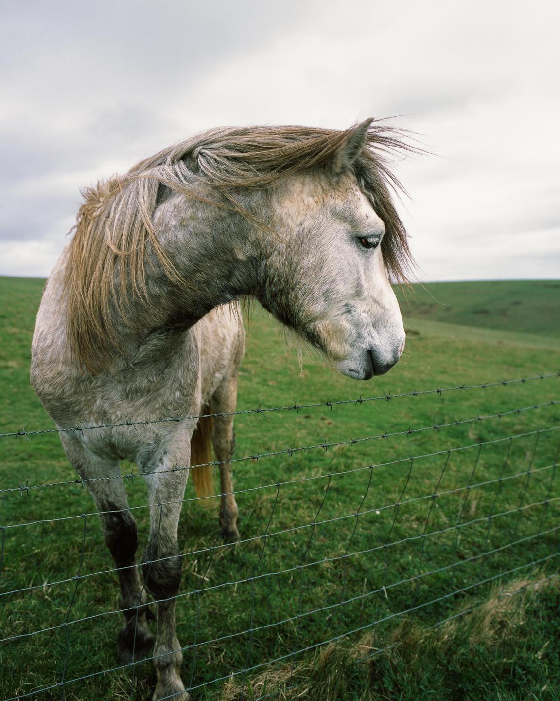 A horse stands behind a barbed wire fence in a grassy field under a cloudy sky.