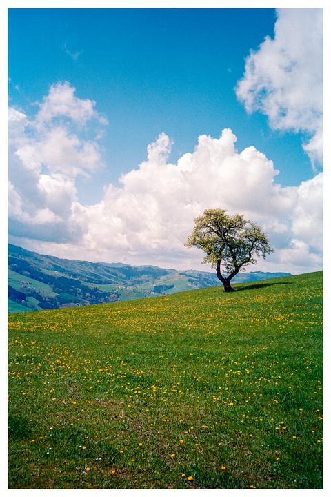 A single tree stands on a grassy hill covered in yellow flowers under a blue sky with white clouds.