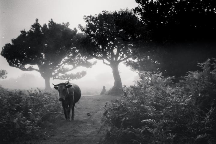 A cow stands on a path surrounded by ferns and trees in a hazy forest.