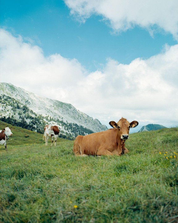 A brown cow lies in a grassy field with mountains and two other cows in the background under a blue sky with clouds.